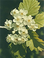 MSA CRATAEGUS OXYACA 50 ML - farmachicca