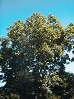 MSA FRAXINUS EXCELSIOR 50 ML - farmachicca