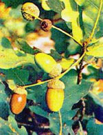 MSA QUERCUS PEDUNCOL 50 ML - farmachicca