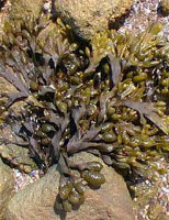 TSA FUCUS VESICULOSUS 50 ML - farmachicca
