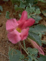 TSA HARPAGOPHYTUM 50 ML - farmachicca