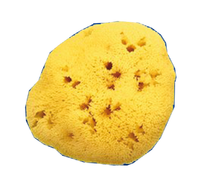 SPUGNA NATURALE FORI L 11/12CM 8 - farmachicca