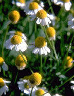 TSA MATRICARIA CHAMOMILLA 50 ML - farmachicca